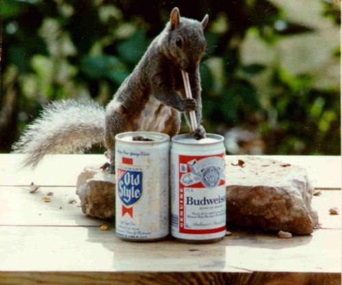 Squirrel Drinking Beer